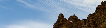 sheep-top-photo