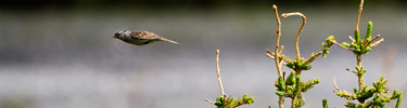 sparrow-top-photo