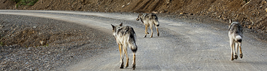 wolves top photo