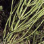 Horsetails