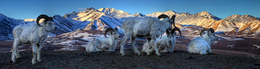 Dall Sheep Polychrome