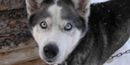 Image of dog Image of dog
