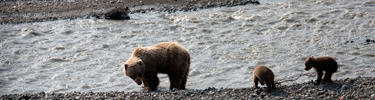 bear-top-photo-2
