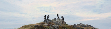 magpies-top-photo