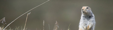 squirrel-top-photo