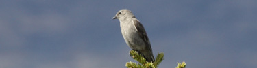townsends-solitaire-top-photo