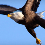 Bald eagle flying above