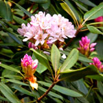 Large pink flowers (rhododendron) in bloom