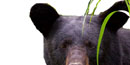 A bear peeking out from cornstalks. A bear peeking out from cornstalks.