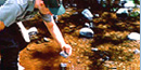 A ranger testing water quality in a stream. A ranger testing water quality in a stream.