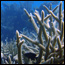 Staghorn Coral