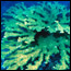 Elkhorn Coral