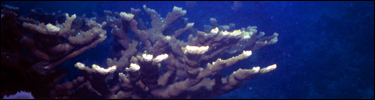 Elkhorn coral