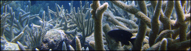Fish lurking within the protection of staghorn coral