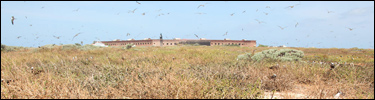 Sooty Terns fly above Bush Key with Fort Jefferson in the background