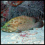 Learn about the reef fishes