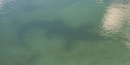 Submerged American Crocodile Submerged American Crocodile