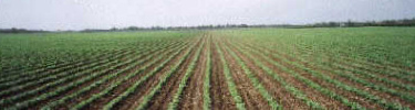 Everglades Agriculture