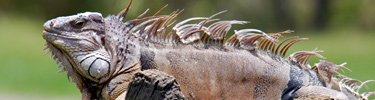 Green Iguana