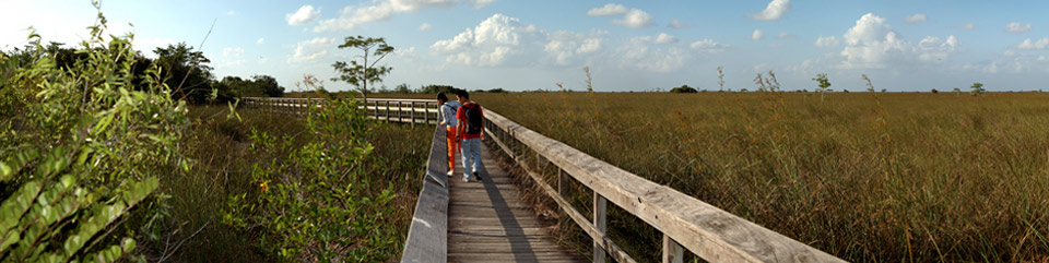Boardwalk Everglades National Park