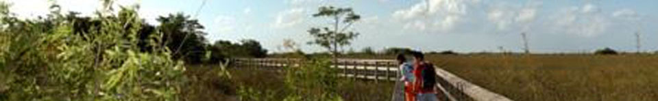 Boardwalk Everglades National Park
