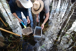 netting in a Cypress Dome 