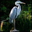 The South Florida Natural Resources Center
