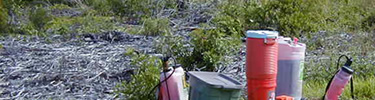 Dead invasive plants in coastal prairie.  Killed by herbicide.