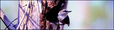 Photograph of Brown-headed Nuthatch on tree trunk