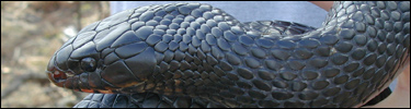 Head of Eastern indigo snake