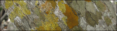 Several forms of crustose lichen growing on red mangrove bark