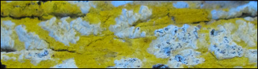 Cryptothecia evergladensis, a crustose lichen, glowing under ultraviolet light