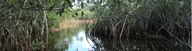 Mangrove Tunnel