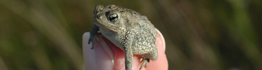 Oak Toad, Bufo quercicus