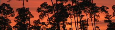 Sunset Among the Pines
