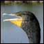 Animals of the Everglades