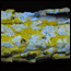 Learn more about lichens
