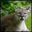 Florida panther