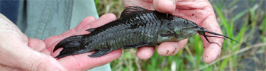 Researcher Holding Fish