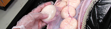 Researcher with Python Eggs