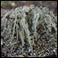 Learn about some of the different lichens