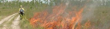 Prescribed Fire In Everglades National Park