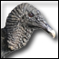 Vultures & Visitors