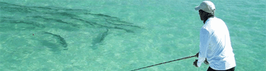 Eco Mariner Banner