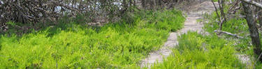 Flamingo Trail