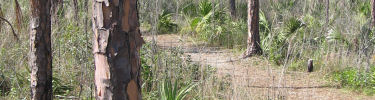 Long Pine Key Trail
