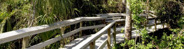 Mahogany Hammock Trail