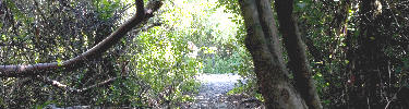 Otter Cave Trail