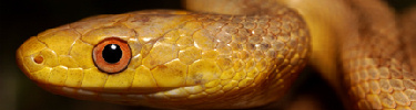 Yellow Rat Snake