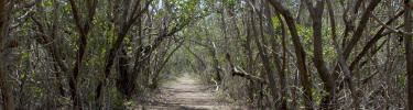 Snake Bight Trail